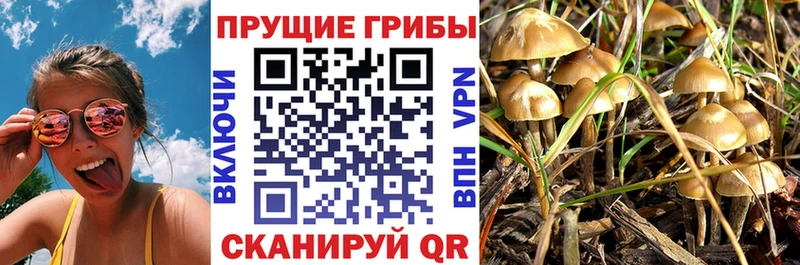 сколько стоит  Елизово  Псилоцибиновые грибы Psilocybe 